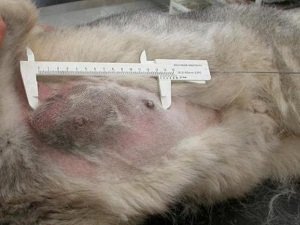 мастопатия у собак лечение