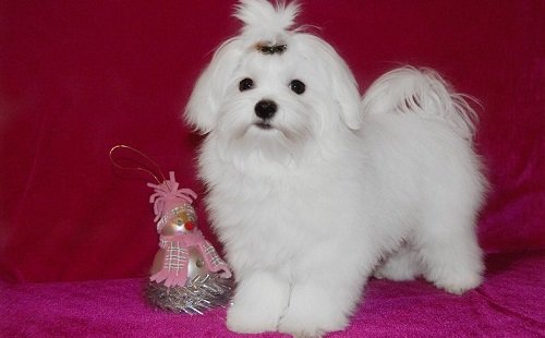 мальтийская болонка мини цена