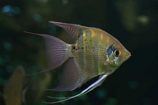 Скалярия Леопольда