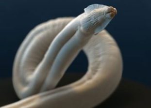 Фото: токсокара