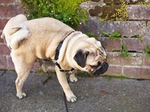 лечение цистита у собак в домашних условиях