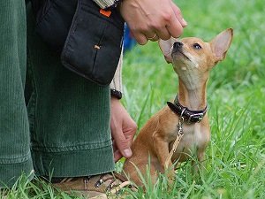 как научить собаку команде рядом