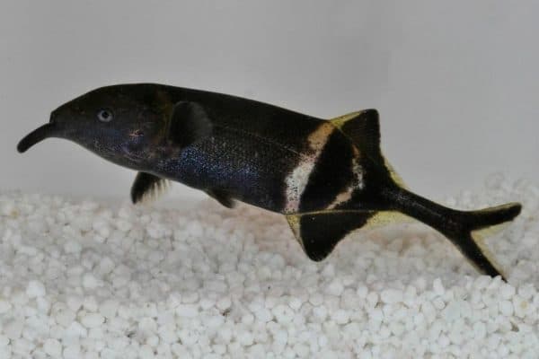 Рыба-слон в аквариуме