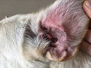 у собаки болит ухо что делать