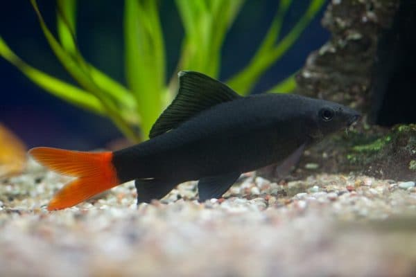 Лабео двухцветный