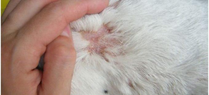 кошка заболела чесоткой