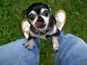 как отучить собаку прыгать на хозяина