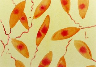 Фото: лейшмании