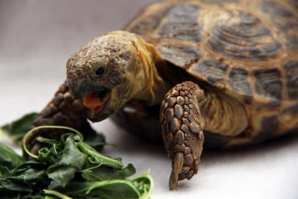 Среднеазиатская черепашка кушает