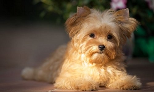 золотой йорк