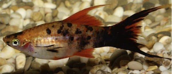 Тигровый красно-крапчатый меченосец