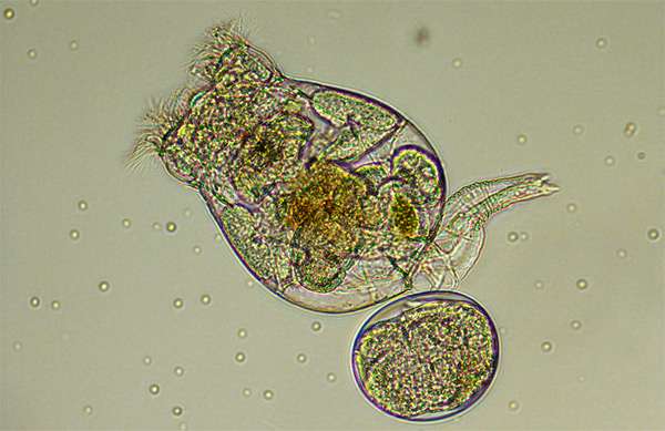 «Живая пыль» из солоноватоводной коловратки