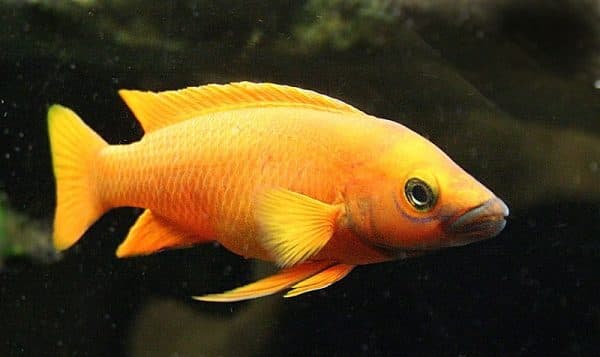 Лампрологус апельсиновый читайте статью