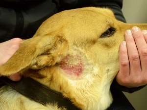 чесотка у собаки лечение в домашних условиях