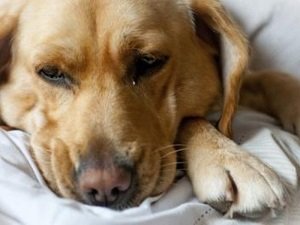 кашель и кровь у собаки