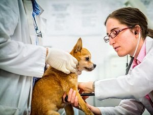 блошиный дерматит у собак