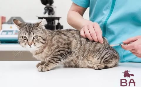 Дексафорт для кошек описание и принцип действия, показания и противопоказания, дозировка