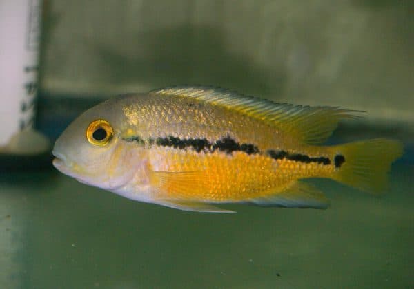 Никарагуанская цихлазома описание