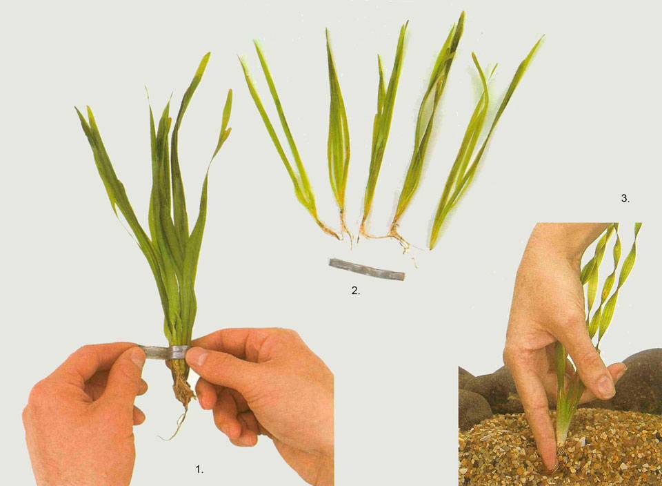 Перезапуск аквариума сажаем растительность