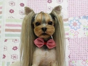 стрижки для йорков девочек эффектные