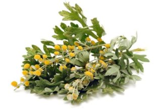 Листья и плоды полыни горькой