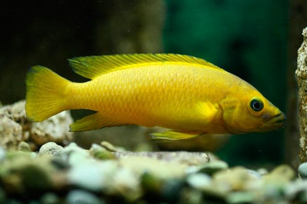 Лампрологус апельсиновый размножение