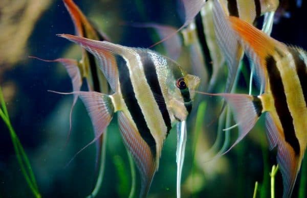 Скалярия большая