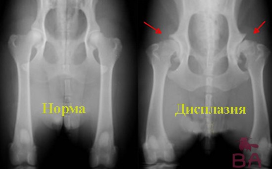 Дисплазия у собак что это симптомы, причины заболевания, лечение, профилактика