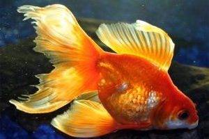 Веерохвост