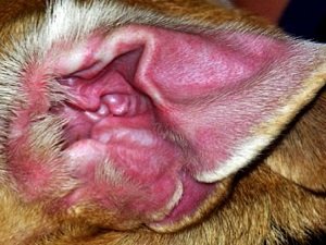 отит у собаки