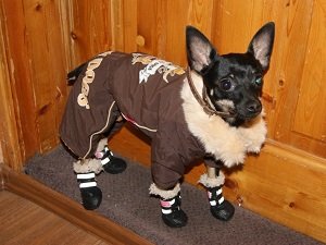 гладкошерстный той терьер уход