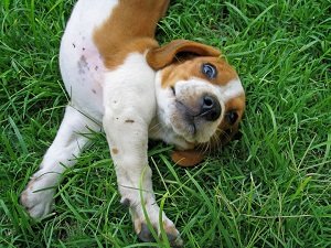 власоеды у собак симптомы