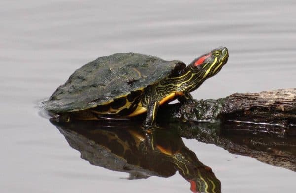 Красноухая черепаха