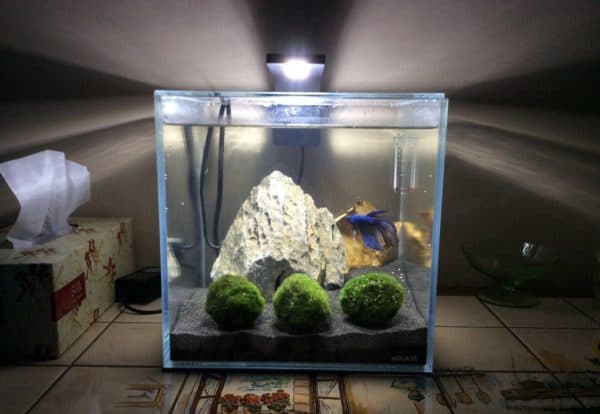 На 10 литров аквариум