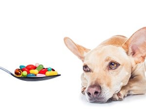 кашель у собак