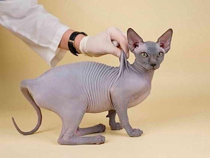 методика как делать укол в холку котенку