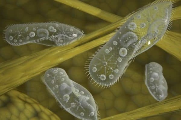 «Живая пыль» из инфузорий