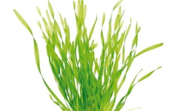 Валлиснерия спиральная читайте статью