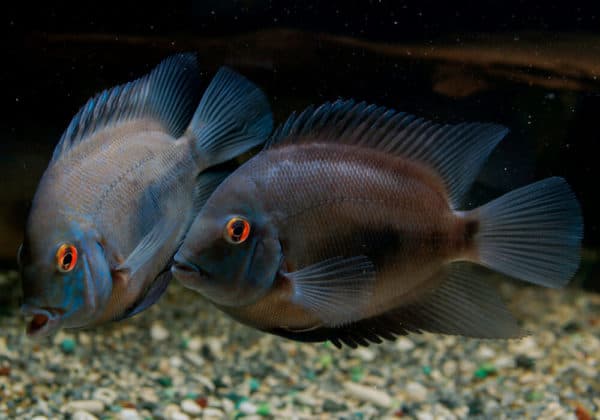 Уару чернопятнистый кормление