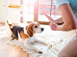 как научить собаку команде голос