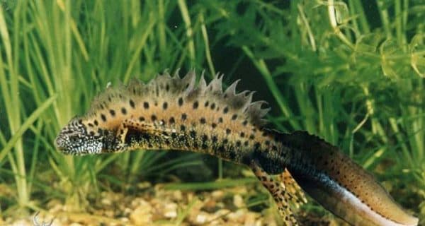 Тритоны в аквариуме читайте статью