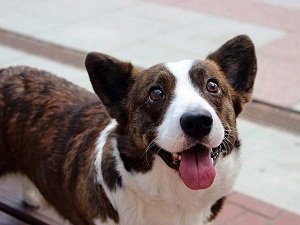 питомник вельш корги кардиган