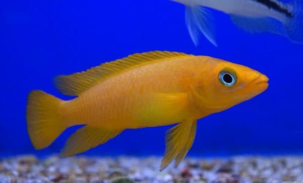 Лампрологус апельсиновый описание