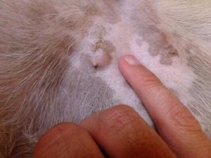 жировики у собаки фото