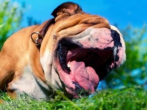 кашель у собаки