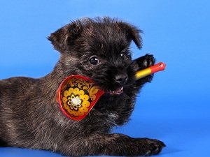 керн терьер щенки