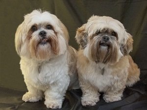 лхаса апсо плюсы и минусы