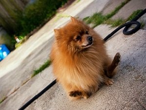 собака ездит на попе причины и лечение