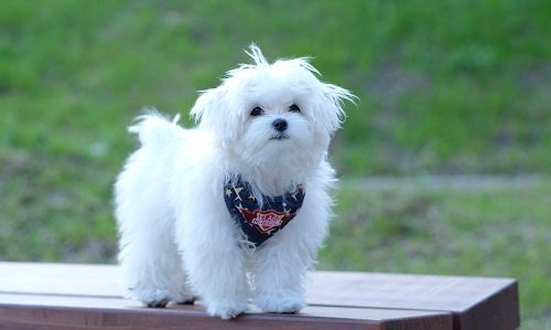 мальтийская болонка фото мини цена