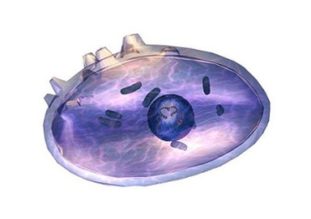 Chlamydia trachomatis